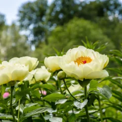 Paeonia 'Lemon Chiffon' -Cheap Ethereal Yard Store peony lemon chiffon 10 scaled