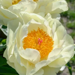 Paeonia 'Lemon Chiffon' -Cheap Ethereal Yard Store peony lemon chiffon 11 scaled