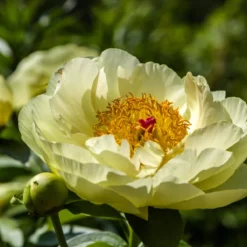 Paeonia 'Lemon Chiffon' -Cheap Ethereal Yard Store peony lemon chiffon 12 scaled