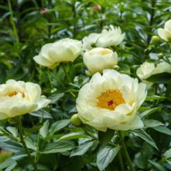 Paeonia 'Lemon Chiffon' -Cheap Ethereal Yard Store peony lemon chiffon 13 scaled