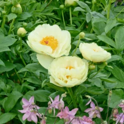 Paeonia 'Lemon Chiffon' -Cheap Ethereal Yard Store peony lemon chiffon 14 scaled