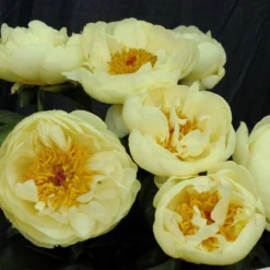 Paeonia 'Lemon Chiffon' -Cheap Ethereal Yard Store peony lemon chiffon 2