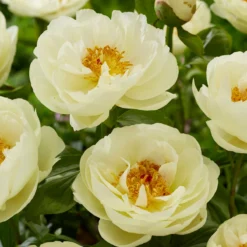 Paeonia 'Lemon Chiffon' -Cheap Ethereal Yard Store peony lemon chiffon 4