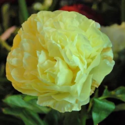 Paeonia 'Lemon Chiffon' -Cheap Ethereal Yard Store peony lemon chiffon 5