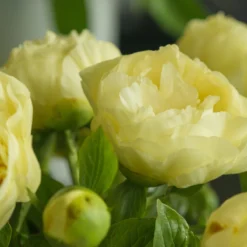 Paeonia 'Lemon Chiffon' -Cheap Ethereal Yard Store peony lemon chiffon 6 scaled