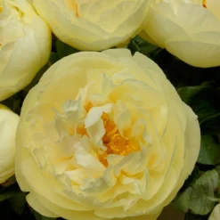 Paeonia 'Lemon Chiffon' -Cheap Ethereal Yard Store peony lemon chiffon 7