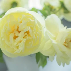 Paeonia 'Lemon Chiffon' -Cheap Ethereal Yard Store peony lemon chiffon 8