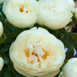 Paeonia 'Lemon Chiffon' -Cheap Ethereal Yard Store peony lemon chiffon 9