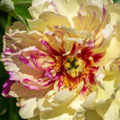 Paeonia 'Lollipop'