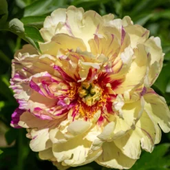 Paeonia 'Lollipop' -Cheap Ethereal Yard Store peony lollipop 3 scaled