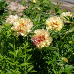 Paeonia 'Lollipop' -Cheap Ethereal Yard Store peony lollipop 4 scaled