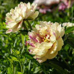 Paeonia 'Lollipop' -Cheap Ethereal Yard Store peony lollipop 5 scaled