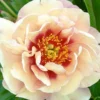 Paeonia 'Magical Mystery Tour'