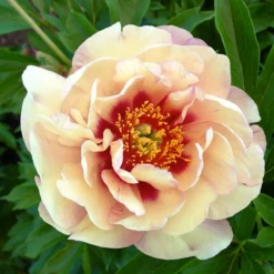 New Products -Cheap Ethereal Yard Store peony magical mystery tour 1