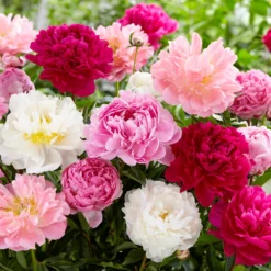 Peony Collection 'Colourburst' -Cheap Ethereal Yard Store peony mixed 1