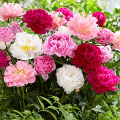 Peony Collection 'Colourburst' -Cheap Ethereal Yard Store peony mixed 3