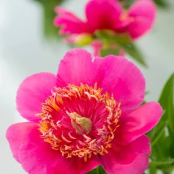 Paeonia 'Anemoniflora' -Cheap Ethereal Yard Store peony officinalis anemoniflora 1