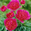 Paeonia 'Anemoniflora'