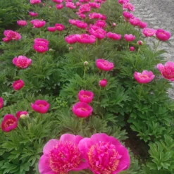 Paeonia 'Anemoniflora' -Cheap Ethereal Yard Store peony officinalis anemoniflora 3 scaled