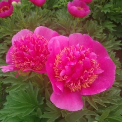 Paeonia 'Anemoniflora' -Cheap Ethereal Yard Store peony officinalis anemoniflora 4 scaled