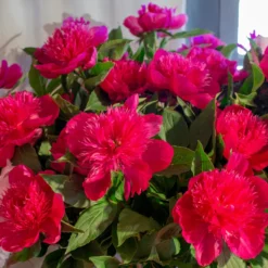 New Products -Cheap Ethereal Yard Store peony purple spider 2 scaled