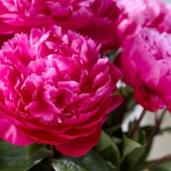 Paeonia 'Red Sarah Bernhardt' -Cheap Ethereal Yard Store peony red sarah bernhardt 1