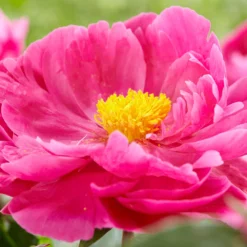 Paeonia 'Red Sarah Bernhardt' -Cheap Ethereal Yard Store peony red sarah bernhardt 2