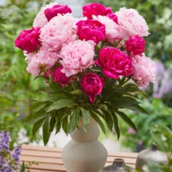 New Products -Cheap Ethereal Yard Store peony red sarah bernhardt 3