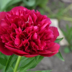 Paeonia 'Red Sarah Bernhardt' -Cheap Ethereal Yard Store peony red sarah bernhardt 4 scaled