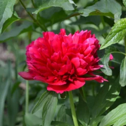 Paeonia 'Red Sarah Bernhardt' -Cheap Ethereal Yard Store peony red sarah bernhardt 5 scaled