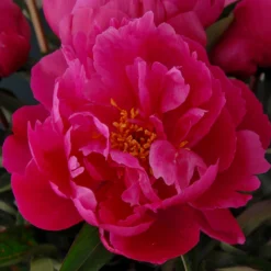 Paeonia 'Red Sarah Bernhardt' -Cheap Ethereal Yard Store peony red sarah bernhardt 7