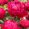 Paeonia 'Red Sarah Bernhardt'