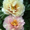 Paeonia 'Scrumdiddlyumptious'
