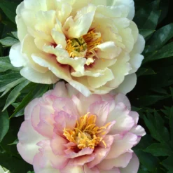 Paeonia 'Scrumdiddlyumptious'
