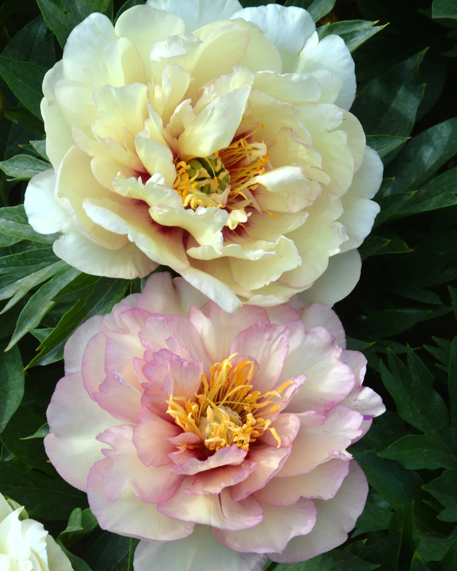 Paeonia 'Scrumdiddlyumptious' 1 Paeonia 'Scrumdiddlyumptious'