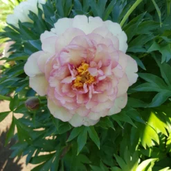 Paeonia 'Scrumdiddlyumptious' 7 Paeonia 'Scrumdiddlyumptious' -Cheap Ethereal Yard Store peony scrumdiddlyumptious 4