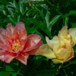 Paeonia 'Scrumdiddlyumptious' 8 Paeonia 'Scrumdiddlyumptious' -Cheap Ethereal Yard Store peony scrumdiddlyumptious 5 scaled