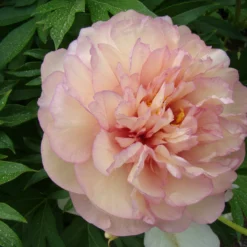Paeonia 'Scrumdiddlyumptious' 9 Paeonia 'Scrumdiddlyumptious' -Cheap Ethereal Yard Store peony scrumdiddlyumptious 7