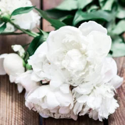 Paeonia 'Shirley Temple' -Cheap Ethereal Yard Store peony shirley temple 4 scaled