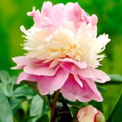 Paeonia 'Sorbet' -Cheap Ethereal Yard Store peony sorbet 00