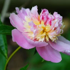 Paeonia 'Sorbet' -Cheap Ethereal Yard Store peony sorbet 1 scaled