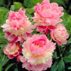 Paeonia 'Sorbet' -Cheap Ethereal Yard Store peony sorbet 2