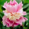 Paeonia 'Sorbet'