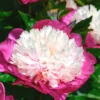 Paeonia 'White Cap'