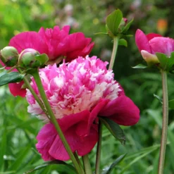 Paeonia 'White Cap' -Cheap Ethereal Yard Store peony white cap 10 scaled