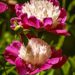 Paeonia 'White Cap' -Cheap Ethereal Yard Store peony white cap 11 74355e3f 9958 4bcf 993a 916c0a4584d2