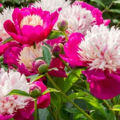 New Products -Cheap Ethereal Yard Store peony white cap 12 scaled