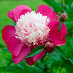 Paeonia 'White Cap' -Cheap Ethereal Yard Store peony white cap 13 scaled