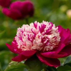 Paeonia 'White Cap' -Cheap Ethereal Yard Store peony white cap 2 scaled