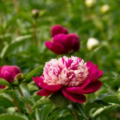 Paeonia 'White Cap' -Cheap Ethereal Yard Store peony white cap 3 scaled